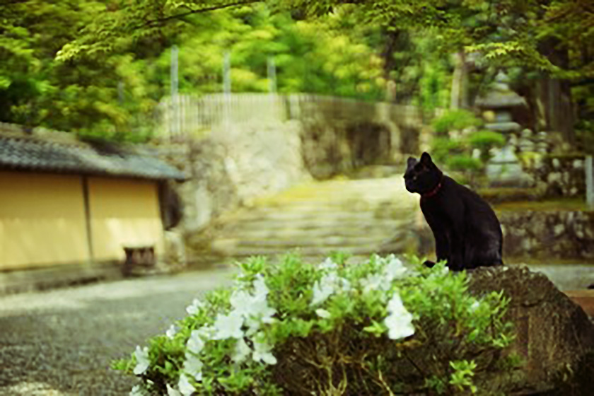 松篠（まつしの）先生